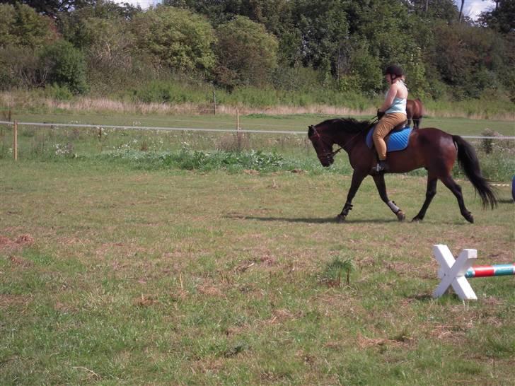 Anden særlig race mc-kinney(gammel lånehest billede 2