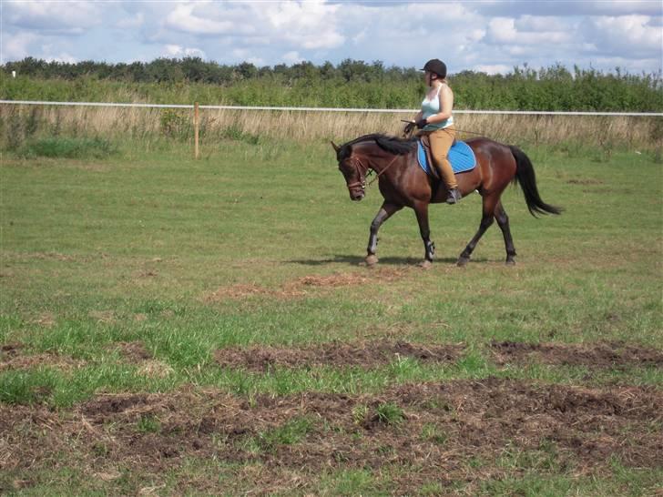 Anden særlig race mc-kinney(gammel lånehest billede 3