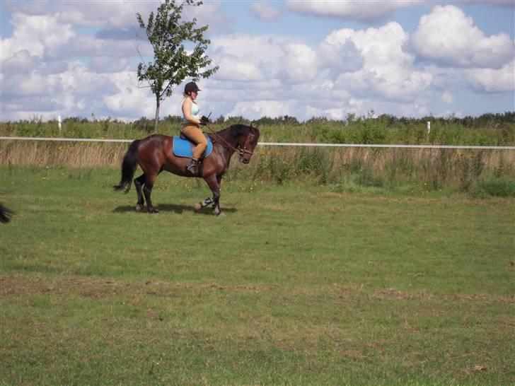 Anden særlig race mc-kinney(gammel lånehest billede 4