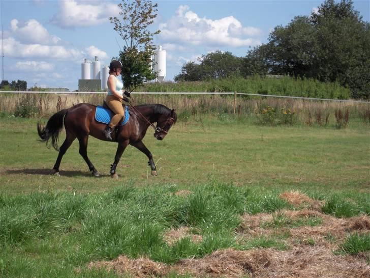 Anden særlig race mc-kinney(gammel lånehest billede 5