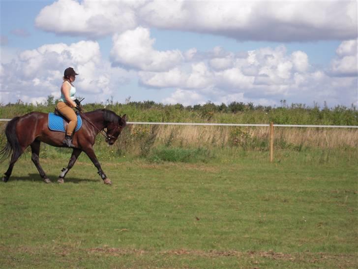 Anden særlig race mc-kinney(gammel lånehest billede 6