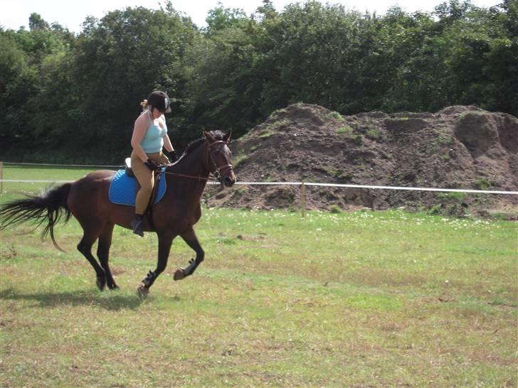 Anden særlig race mc-kinney(gammel lånehest billede 7