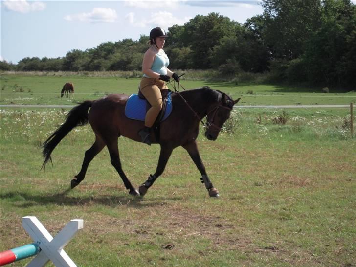 Anden særlig race mc-kinney(gammel lånehest billede 8