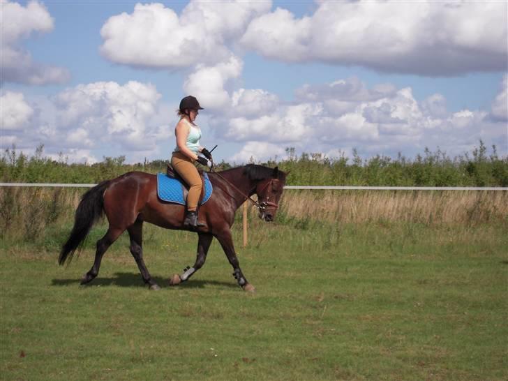 Anden særlig race mc-kinney(gammel lånehest billede 9