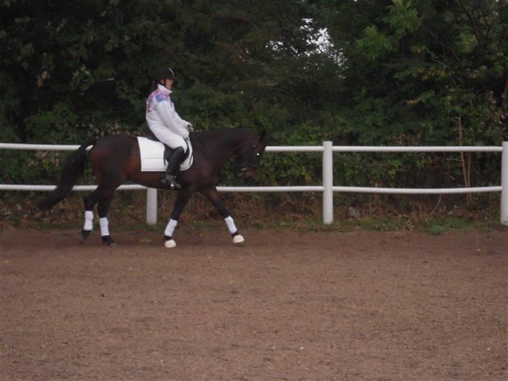 Anden særlig race mc-kinney(gammel lånehest - fra første stævne billede 10