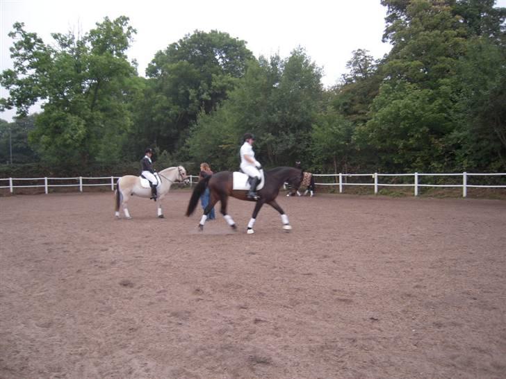 Anden særlig race mc-kinney(gammel lånehest billede 11