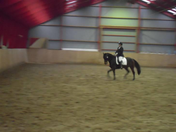 Anden særlig race mc-kinney(gammel lånehest billede 12