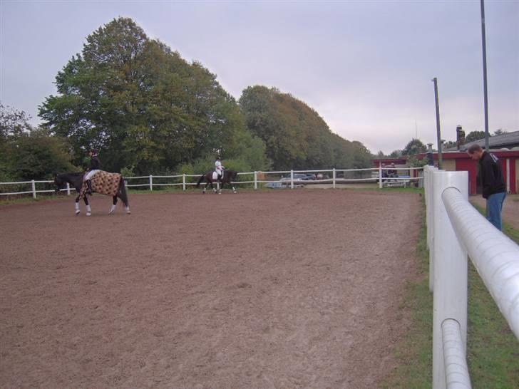 Anden særlig race mc-kinney(gammel lånehest billede 13