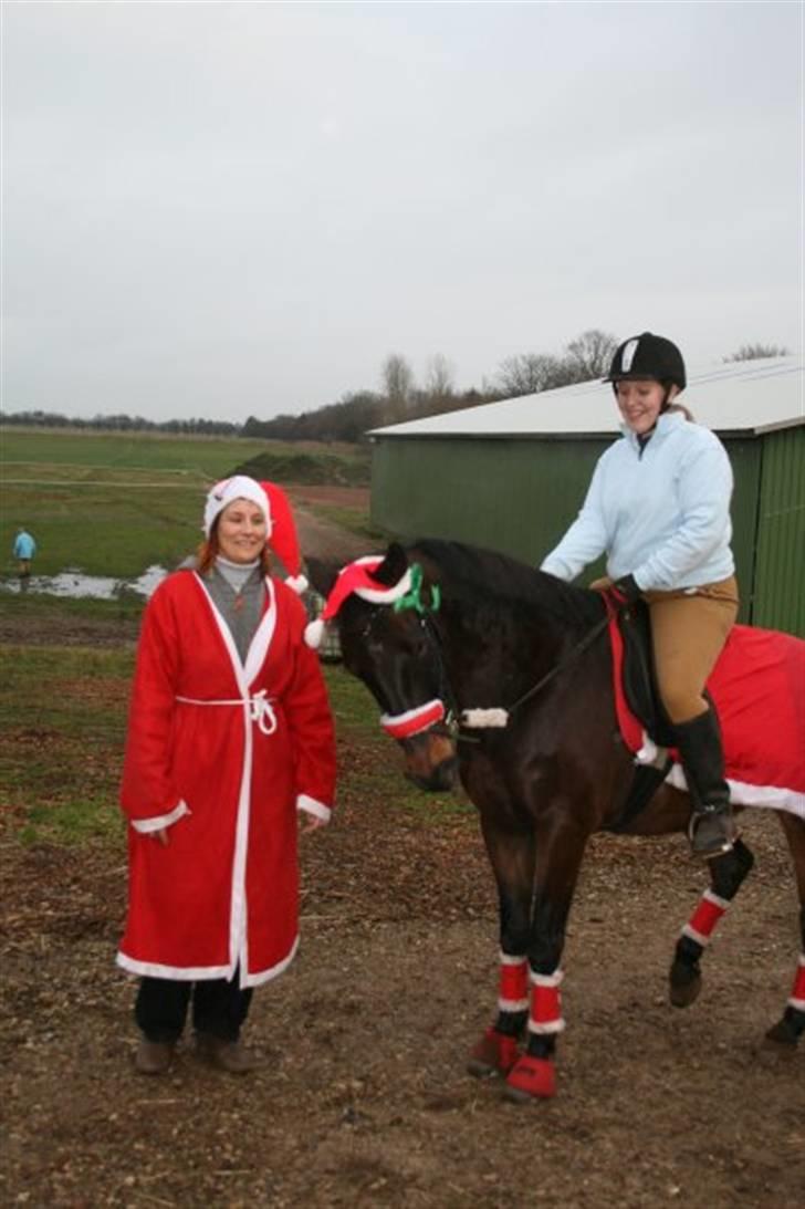 Anden særlig race mc-kinney(gammel lånehest billede 14