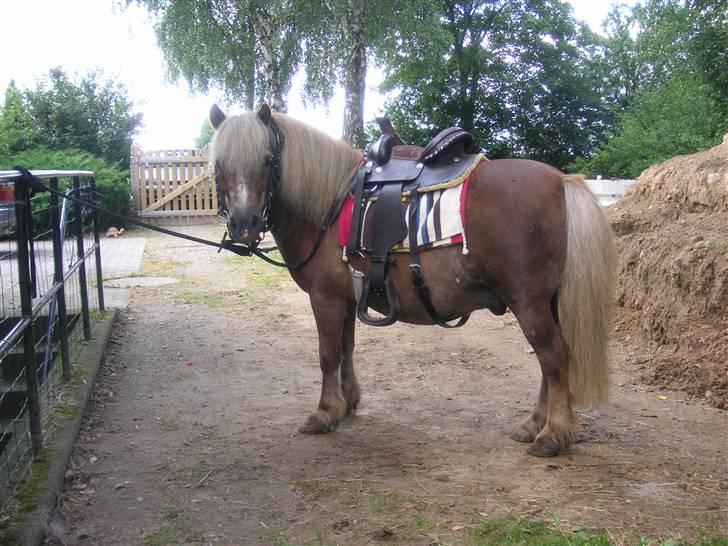 Shetlænder Barney billede 3