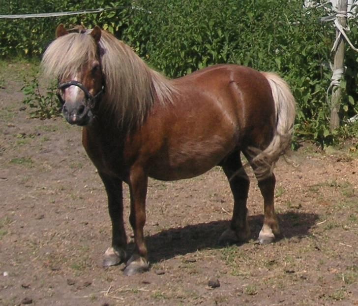 Shetlænder Barney billede 4