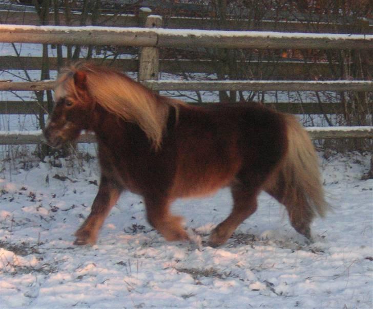 Shetlænder Barney billede 8