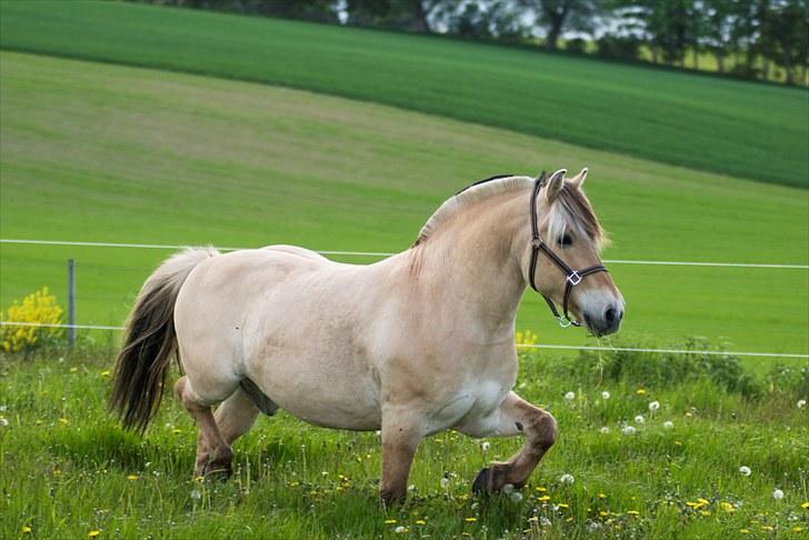 Fjordhest Pyrus R.I.P. :'( - Maj 2010 Græsfold på Vestsjælland billede 11