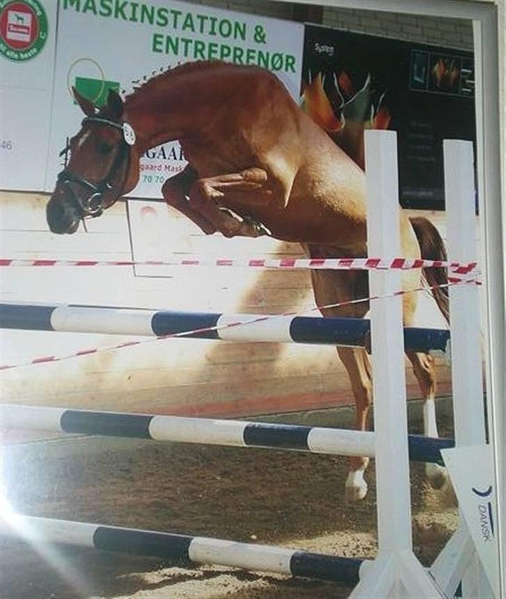 DSP Lille Asserholt Naomi [KLUBMESTER 2011] - Naomi til kåring som 3-års .. FucK hun springer godt ! billede 6