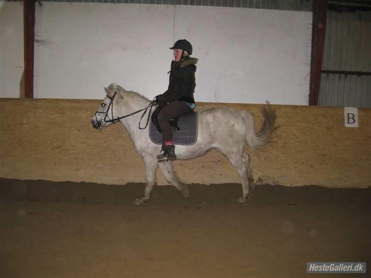 Anden særlig race GUFFI billede 1