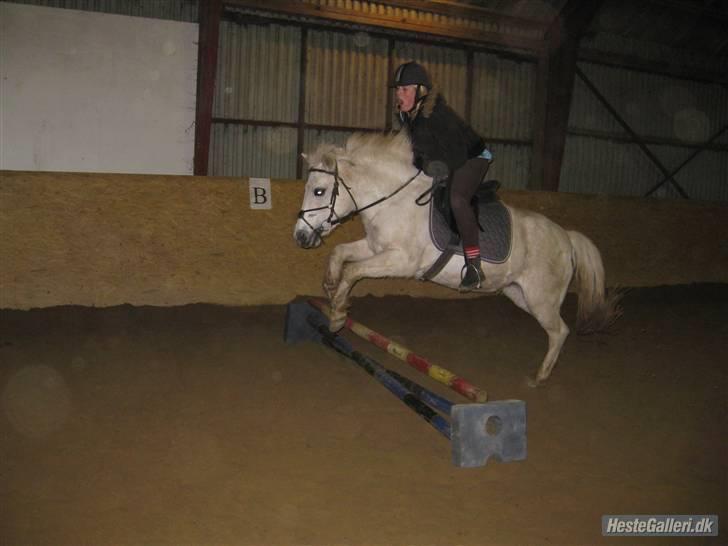 Anden særlig race GUFFI billede 3