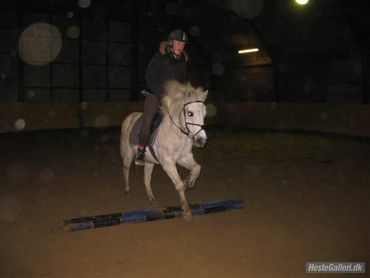 Anden særlig race GUFFI billede 4