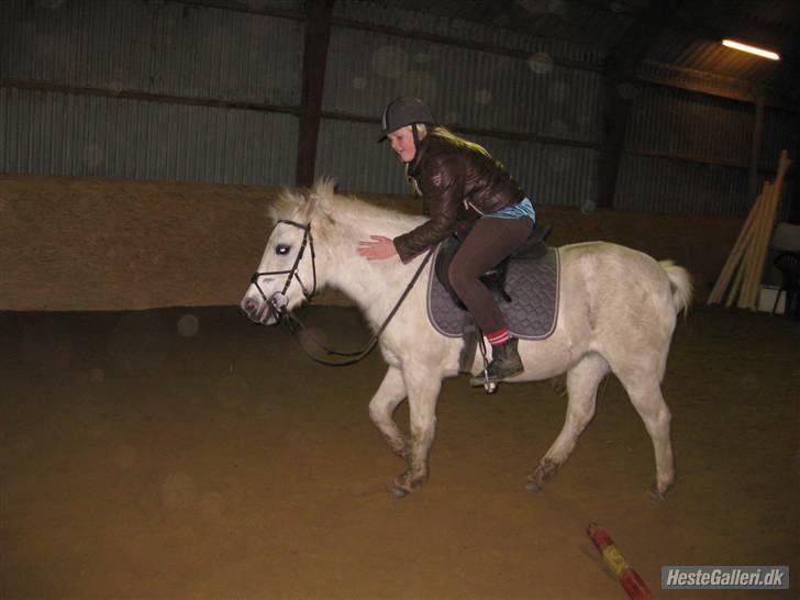 Anden særlig race GUFFI billede 5