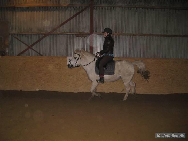 Anden særlig race GUFFI billede 6