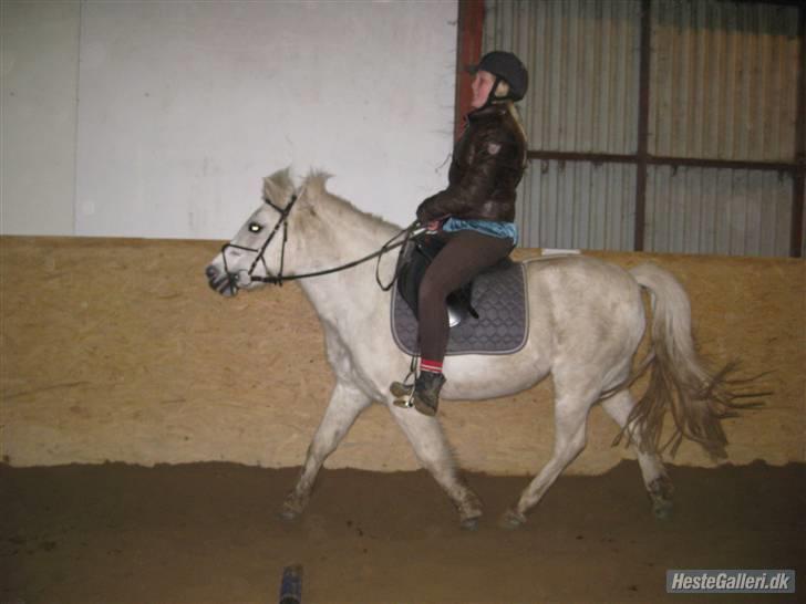 Anden særlig race GUFFI billede 7