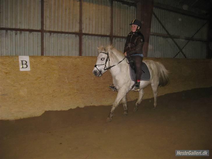 Anden særlig race GUFFI billede 8