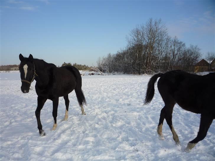 Dansk Varmblod Diego´s Diva  - diva 3 år billede 19