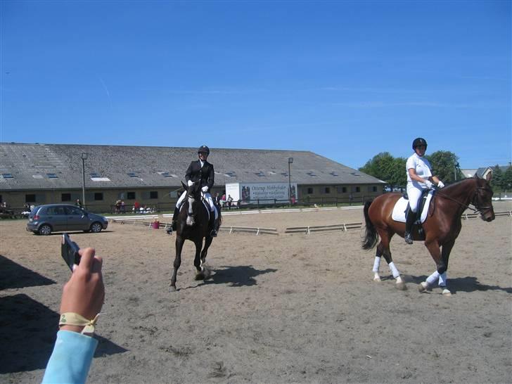 Hollandsk Varmblod Zearzar aka Sigge - Sigger til stævne på fredemarksgård rideklub:D billede 7