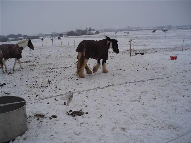 Irish Cob CONNERY << SOLGT>> billede 6