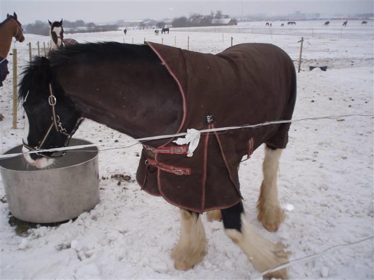 Irish Cob CONNERY << SOLGT>> billede 7