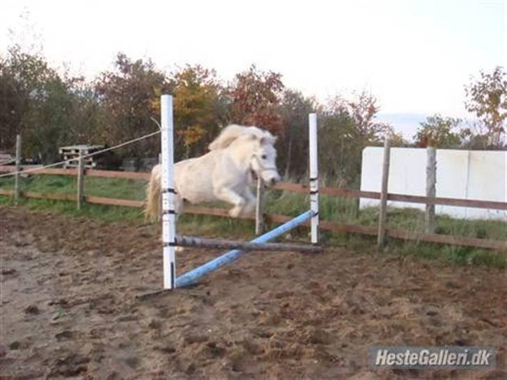 Anden særlig race GUFFI billede 9