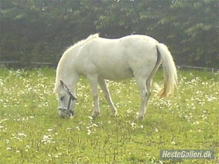 Anden særlig race GUFFI billede 10