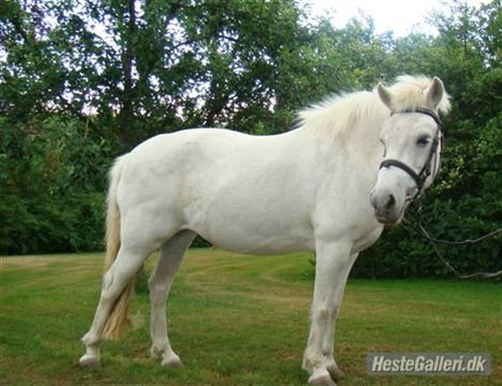 Anden særlig race GUFFI billede 11