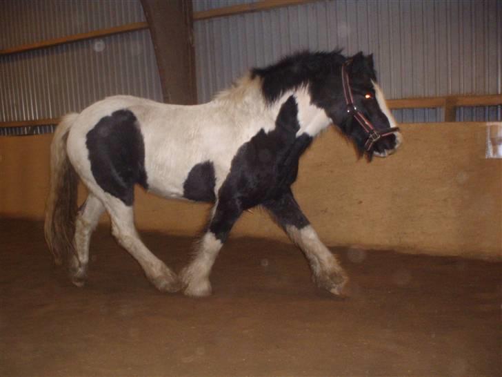 Irish Cob CONNERY << SOLGT>> billede 9