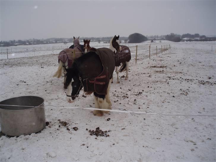 Irish Cob CONNERY << SOLGT>> billede 10