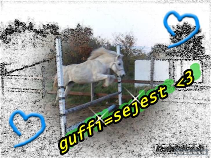 Anden særlig race GUFFI billede 12