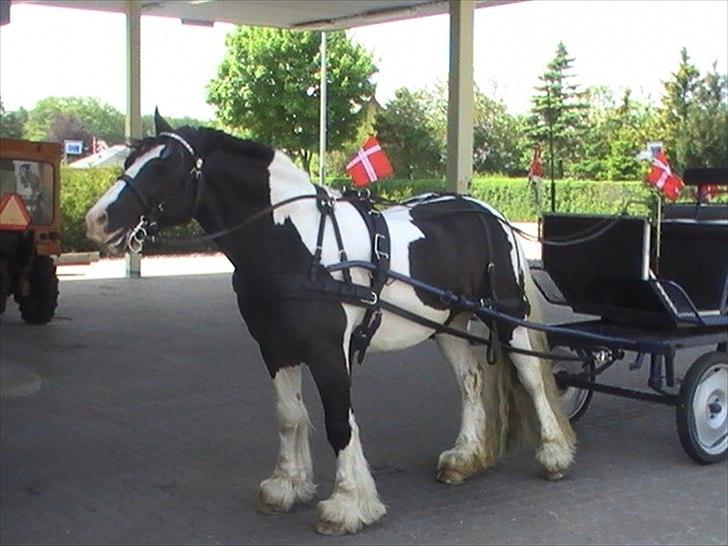 Irish Cob Robin Ó Reily   <<SOLGT>> billede 10