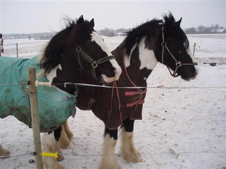 Irish Cob CONNERY << SOLGT>> billede 13