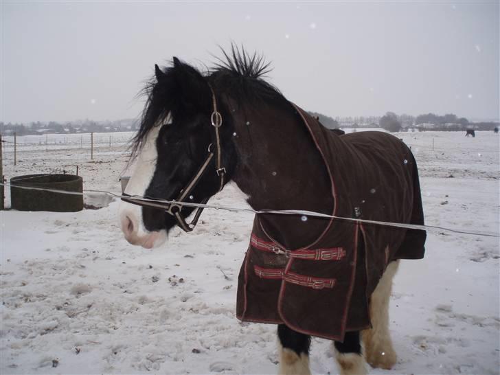 Irish Cob CONNERY << SOLGT>> billede 15