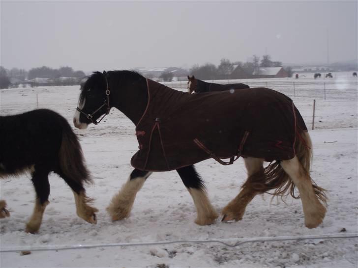 Irish Cob CONNERY << SOLGT>> billede 16