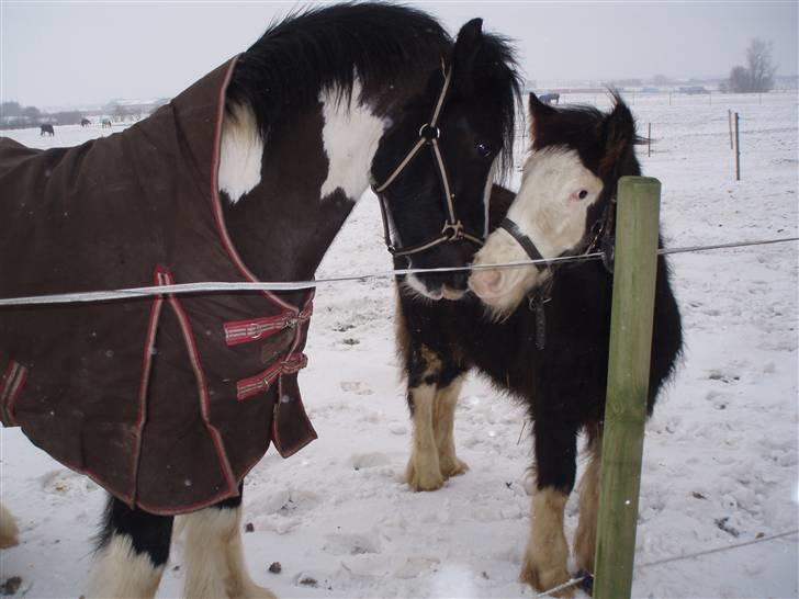 Irish Cob CONNERY << SOLGT>> billede 17