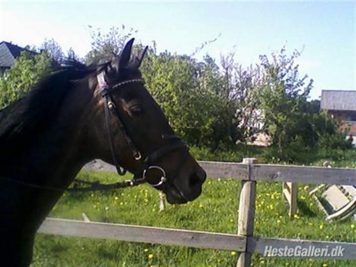 Welsh Cob (sec D) Tai Ticcazini billede 9