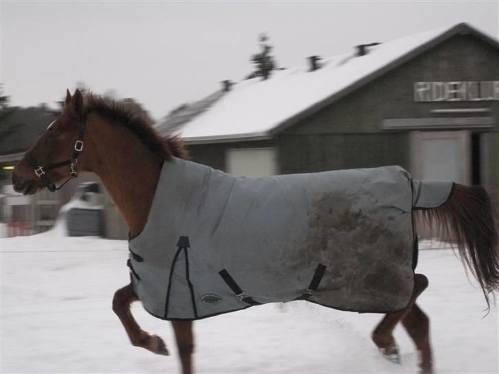 Anden særlig race Pallas Athene billede 13
