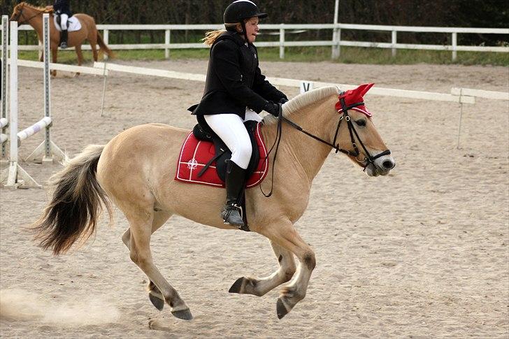 Fjordhest Pepsi pony - LD i årslev, du var dejlig og have med :-D           **Fotograf: Sabrina.  billede 2