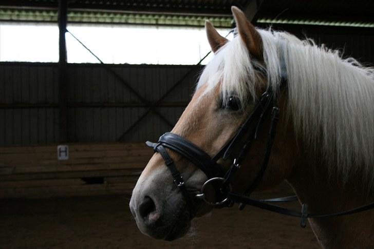 Haflinger Kiwi elghuset - Kiwi i profil billede 1