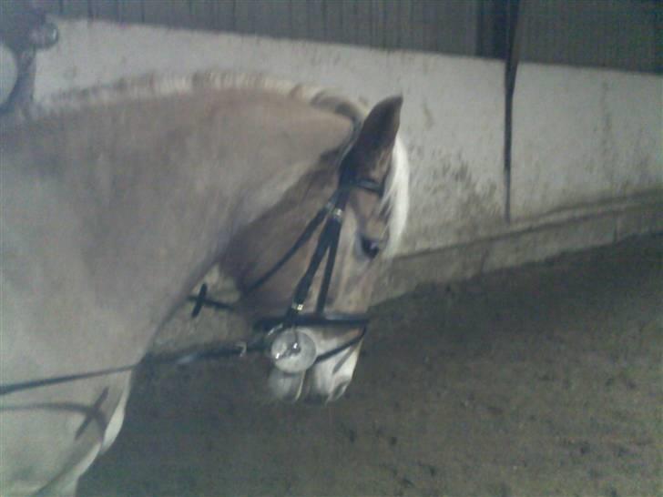 Haflinger Kiwi elghuset - Kiwi igen :) Ned med hovdet :b billede 2