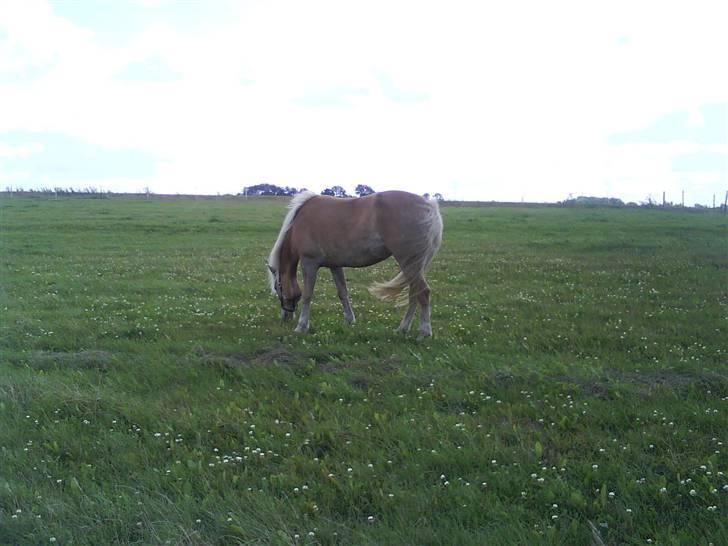 Haflinger Kiwi elghuset - Fold GRÆS? MMMMM billede 3