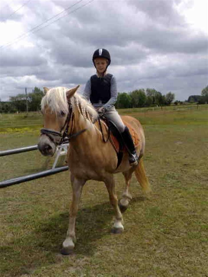 Haflinger Kiwi elghuset - Første gang Louise rider på Kiwi :) billede 4