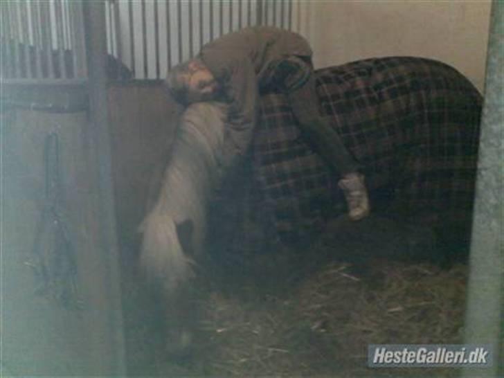 Haflinger Kiwi elghuset - Louise og kiwi nurh de er søde  billede 5