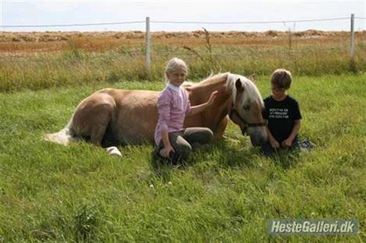 Haflinger Kiwi elghuset - Ligger ned på folden :b billede 6