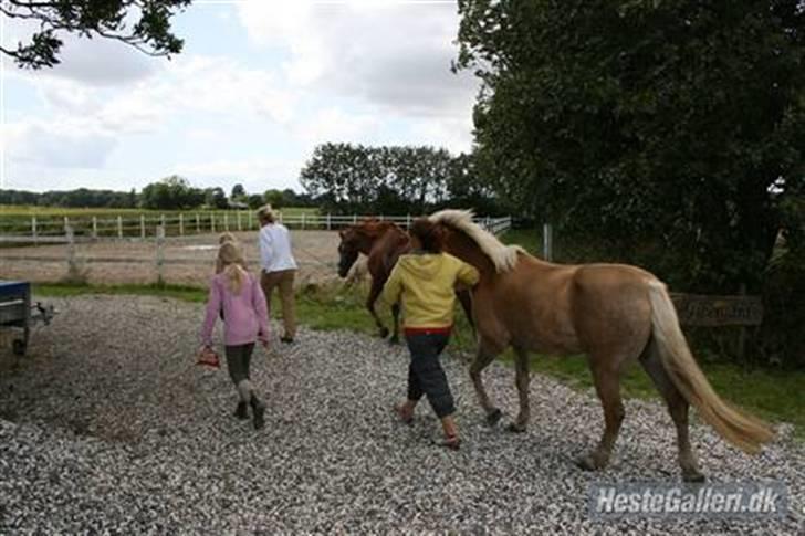 Haflinger Kiwi elghuset - Så skal vi på fold for første gang :b billede 7